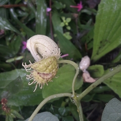 Aristolochia fimbriata
