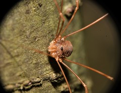 Leiobunum ventricosum