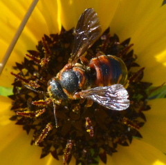 Dianthidium floridiense
