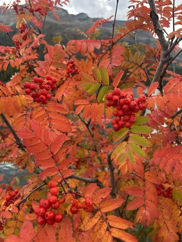 European mountain ash
