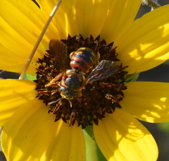 Dianthidium floridiense