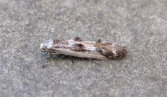 Blastodacna bicristatella