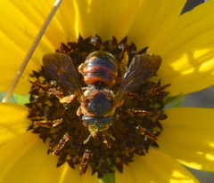 Dianthidium floridiense