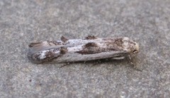 Blastodacna bicristatella