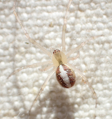 Theridion californicum