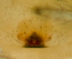 Theridion californicum