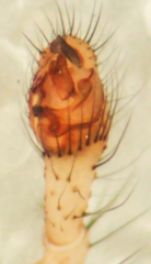 Theridion punctipes
