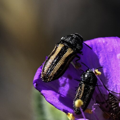 Acmaeodera quadrivittatoides