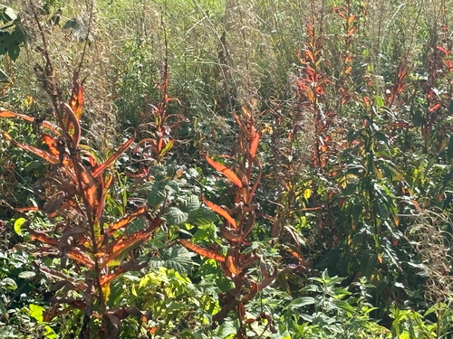 fireweed