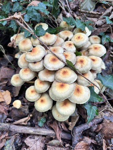 Sulphur Tuft