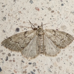 Tephronia sepiaria