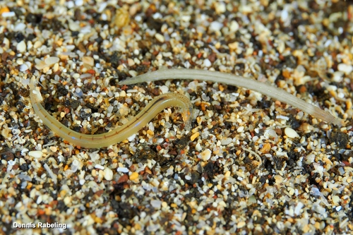 Polyophthalmus pictus observed 2026-10-02
