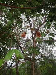 Paullinia pinnata