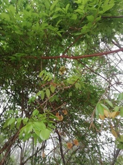 Paullinia pinnata