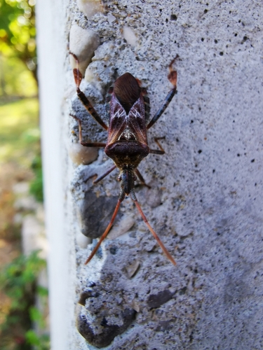 Western Conifer Seed Bug