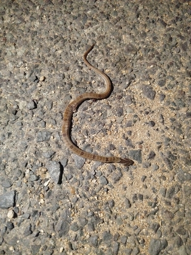 Oligodon cyclurus, 2026-10-05