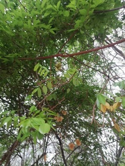 Paullinia pinnata
