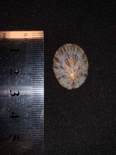 Cellana toreuma observed 2026-10-05