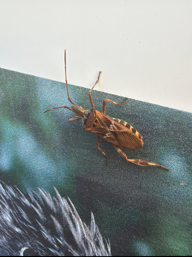 Western Conifer Seed Bug