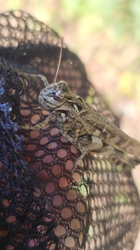 Oedaleus infernalis