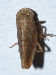 Paraphlepsius continuus