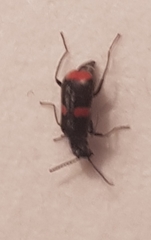 Anthocomus fasciatus