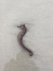 Hippocampus ingens