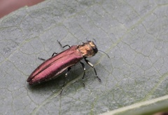 Agrilus politus