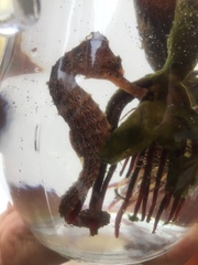 Hippocampus ingens