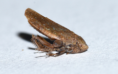 Paraphlepsius continuus