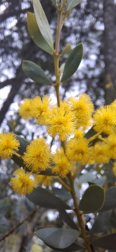 Acacia buxifolia, 2026-09-26