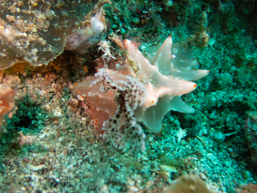 Halgerda batangas, 2026-09-21