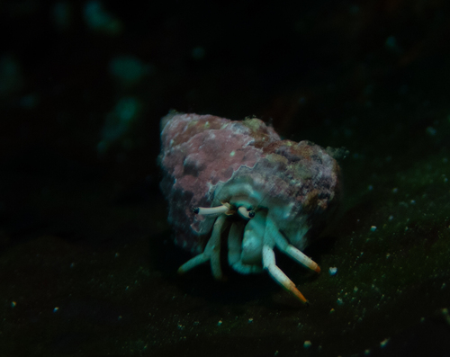 Calcinus minutus observed 2026-09-23