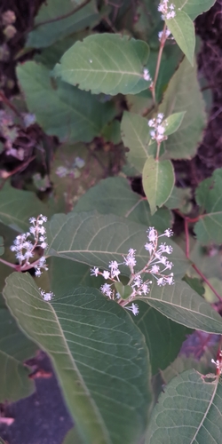 Japanese knotweed