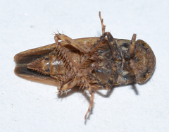 Paraphlepsius continuus