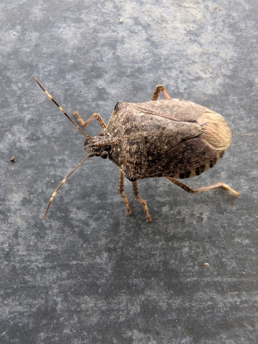 Brown Marmorated Stink Bug