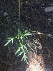 Cymopterus longiradiatus