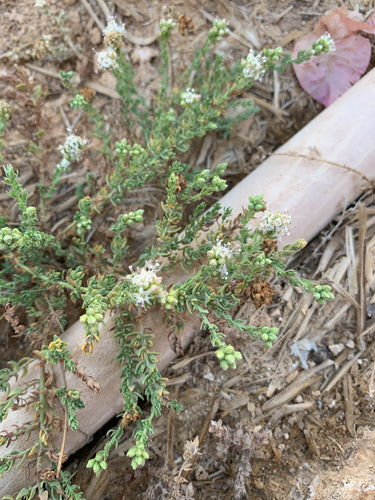 Crete alkaliweed