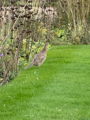 Ring-necked Pheasant