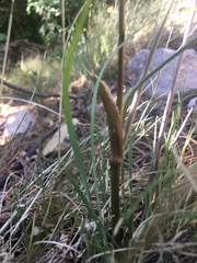 Cymopterus longiradiatus