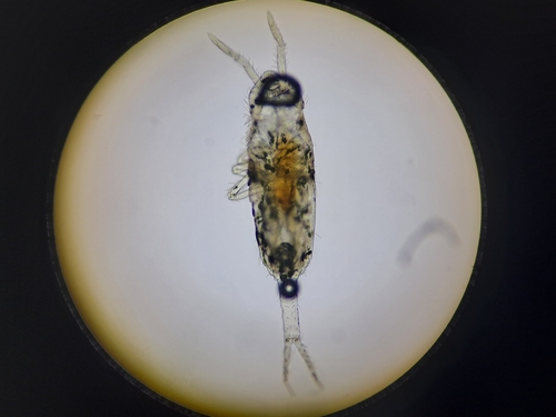 Cyphoderus albinus