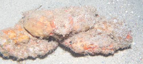 Daldorfia observed 2026-09-29