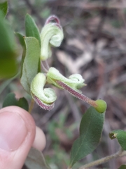 Grevillea mucronulata
