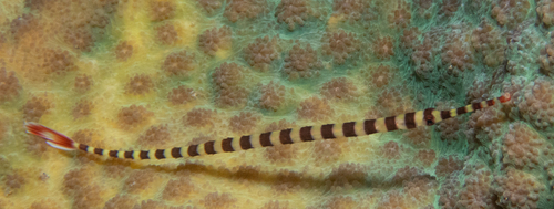 Dunckerocampus dactyliophorus observed 2026-09-30