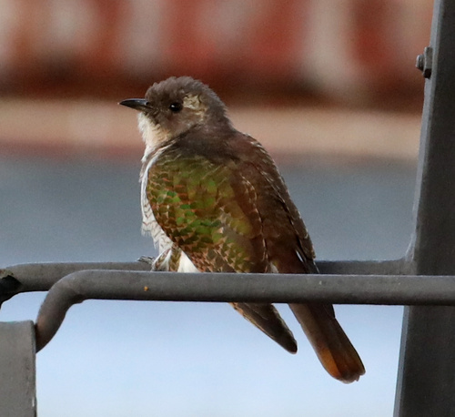 iNaturalist image