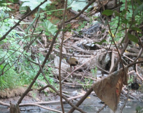Gray-cowled Wood-Rail