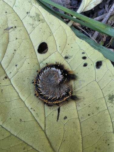 Drinker Moth