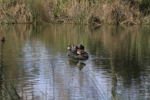 Hardhead