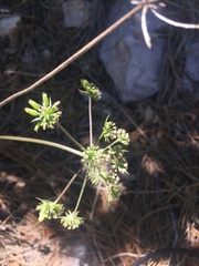 Cymopterus longiradiatus