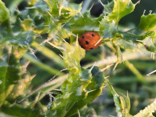Seven-spotted Lady Beetle